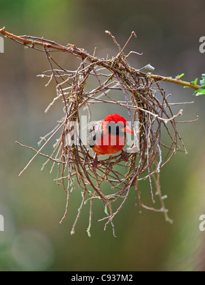 Un red-headed Weaver Costruire il suo nido. Foto Stock