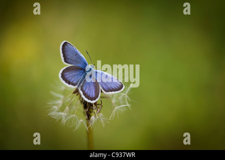 L'Italia, l'Umbria, Norcia. Purple butterfly su un dente di leone. Foto Stock