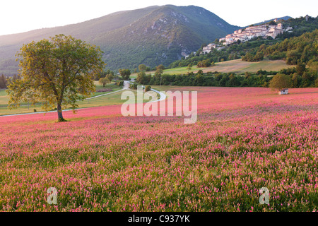 L'Italia, l'Umbria, dei campi. Un campo di lupinella fuori del piccolo e antico borgo di campi, nei pressi di Norcia, inondati di luce della sera. Foto Stock