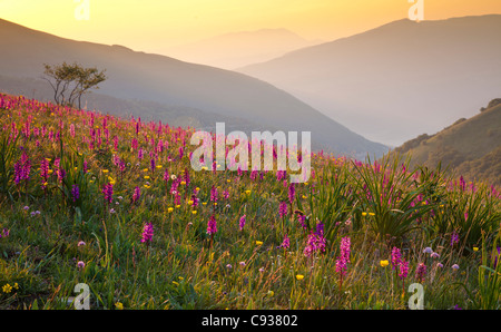 L'Italia, l'Umbria, Forca Canapine. Rosa orchidee crescere alla forca Canapine, Parco Nazionale dei Monti Sibillini, inondate di luce all'alba. Foto Stock