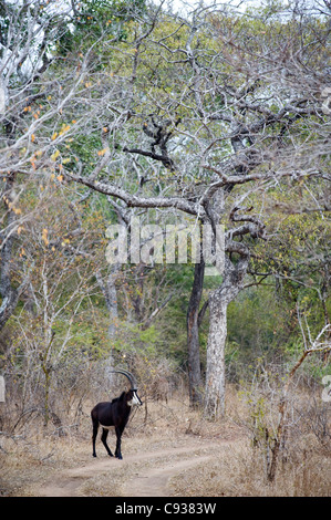 Il Malawi, Majete riserva faunistica. Voce maschile Sable Antelope nel bosco brachystegia. Foto Stock