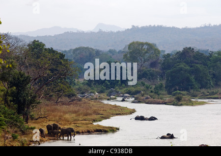 Il Malawi, Majete riserva faunistica. Un branco di elefanti attraversano il fiume Shire. Foto Stock