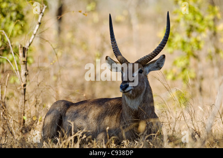 Il Malawi, Majete riserva faunistica. Waterbuck maschio nel bosco di brachystegia. Foto Stock