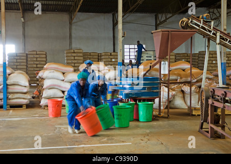 Il Malawi, Thyolo, Satemwa Tea Break. Lavoratori roll barili di secche foglie di tè in fabbrica a Satemwa. Foto Stock