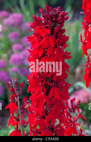 Lobelia 'complimento Scarlet' Foto Stock