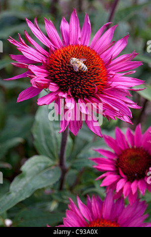Ape su Echinacea Purpurea 'Rubinglow' Foto Stock