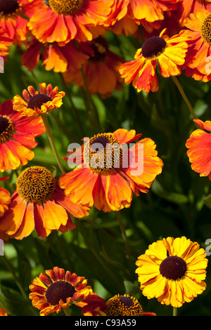 Helenium 'Sahin presto Flowerer' Foto Stock