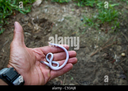 Serpente cieco strisciare in una mano di fotografi. Foto Stock