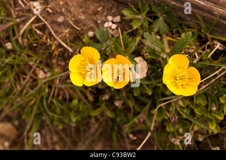 Alpine Avens (Geum montanum) Foto Stock