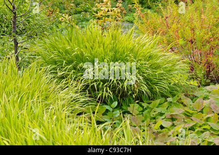 Foresta giapponese erba (hakonechloa macra) Foto Stock