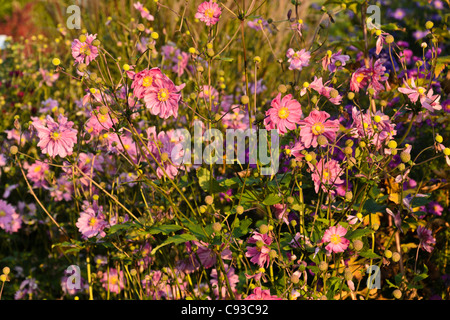 Anemone giapponese (Anemone hupehensis var. Japonica 'Bressingham Glow') Foto Stock