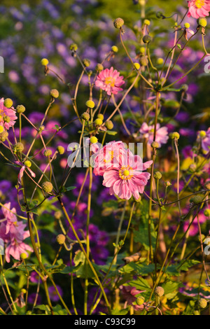 Anemone giapponese (Anemone hupehensis var. Japonica 'Bressingham Glow') Foto Stock