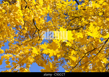 Norvegia (acero Acer platanoides) Foto Stock