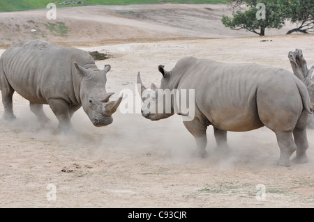 Una coppia di nord di rinoceronti bianchi (Ceratotherium simum cottonl) affacciata su off Foto Stock