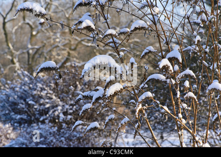 Comune bussola a farfalla (buddleja davidii) Foto Stock