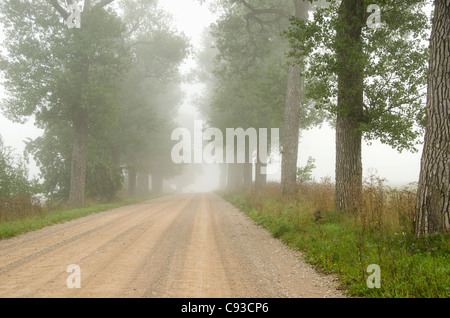 Livellare in strada di ghiaia è circondato da vecchi alberi vicolo e annegato nella nebbia. Foto Stock