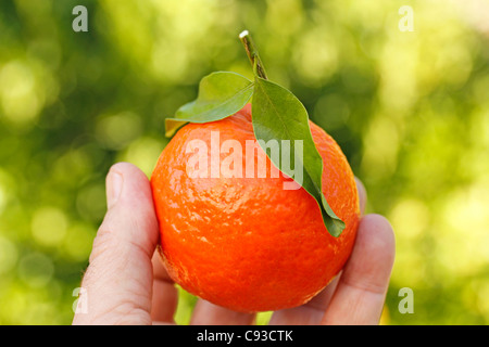 Mandarino Foto Stock
