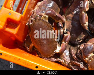 Dh attività di pesca del granchio nella casella di pesce di granchi Granchio di mare Cancer pagurus granchio marrone Foto Stock