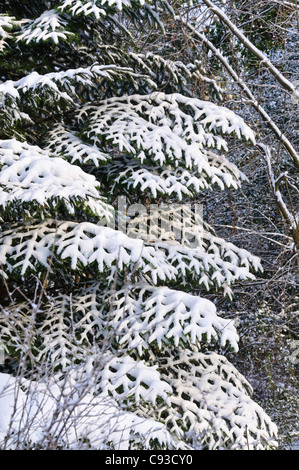 Oriental abete (picea orientalis) Foto Stock