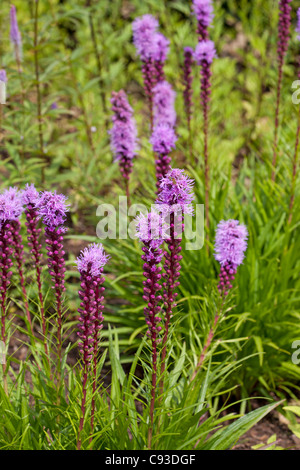 Liatris spicata - denso blazing star o prairie gay giù Foto Stock