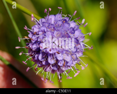 Devil's-bit Scabious, succisa pratensis Foto Stock