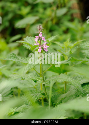 Marsh Woundwort, Stachys palustris Foto Stock