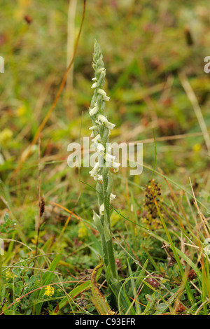 Autunno Lady's-tresses, spiranthes spiralis Foto Stock