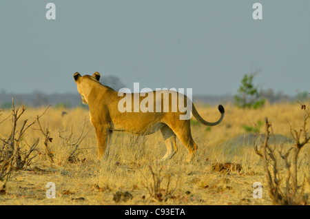 Lo Zimbabwe è un paese di piccole dimensioni che vanta una incredibile varietà di paesaggi e di animali. Foto Stock