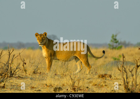Lo Zimbabwe è un paese di piccole dimensioni che vanta una incredibile varietà di paesaggi e di animali. Foto Stock