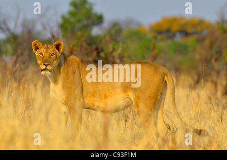 Lo Zimbabwe è un paese di piccole dimensioni che vanta una incredibile varietà di paesaggi e di animali. Foto Stock