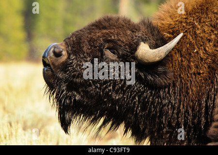 Un grande bull i bisonti americani (Bison bison) profuma l'aria per il profumo di una donna nel Parco Nazionale di Yellowstone, Wyoming. Foto Stock