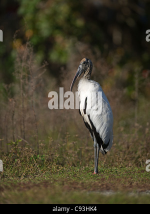 Cicogna in legno sulle rive dell'Haines Creek River Lake County Leesburg, Florida USA Foto Stock