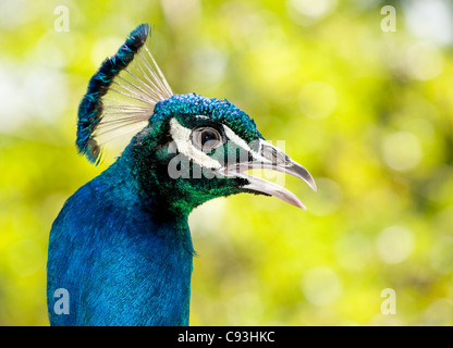 Primo piano di un pavone contro lo sfondo di colore verde Foto Stock