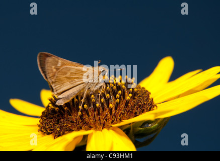 Tiny skipper butterfly alimentazione su un luminoso giallo girasole selvatico Foto Stock