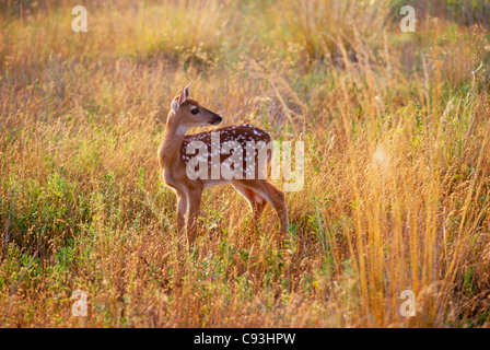 Baby Deer Fawn guardando intorno in un prato erboso Foto Stock