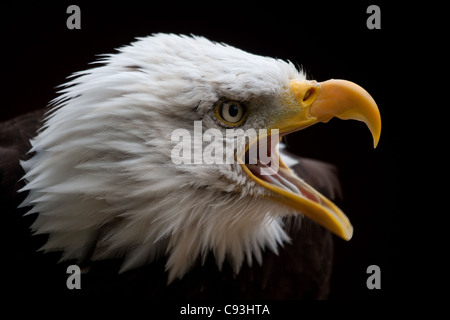 Bald Headed Eagle headshot (prese in condizioni controllate) Foto Stock