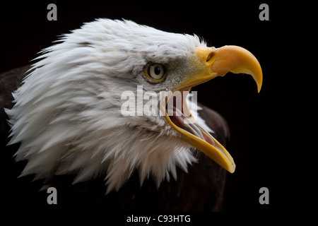 Bald Headed Eagle headshot (prese in condizioni controllate) Foto Stock