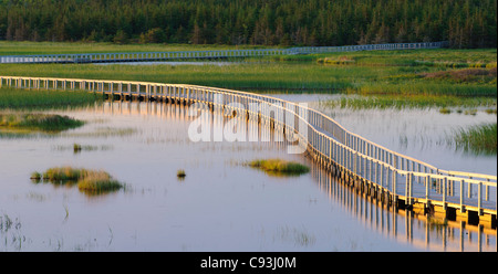 Il Boardwalk sentiero attraverso le zone umide a Greenwich, Prince Edward Island National Park, PEI, Canada. Foto Stock