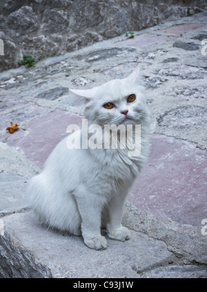 Montenegro - Kotor. Gatto Bianco nella città vecchia. Foto Stock