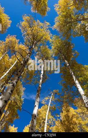 Cerca fino a cime di aspen alberi con foglie di giallo in autunno nelle Montagne Rocciose del Colorado Foto Stock