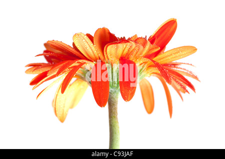 Un bel colore arancione Gerber Daisy isolato su bianco. Profondità di campo. Foto Stock