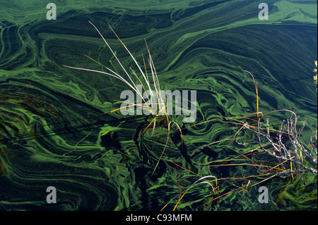 Fioritura algale Patterns sulla calma Loch Garten Inverness-shire SCO 7713 Foto Stock