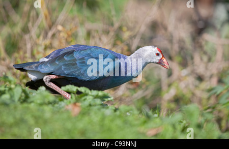 Purple Swamphen (Porphyrio porphyrio) Foto Stock