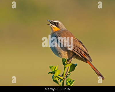 Cape Robin-chat, Cossypha caffra cantando nella luce del mattino. Foto Stock