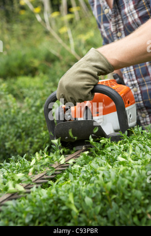 Uomo siepe di fresatura Foto Stock