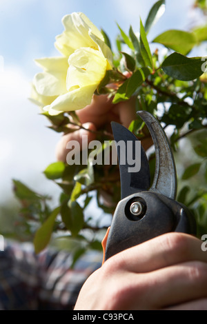 Uomo che lavora in giardino Foto Stock