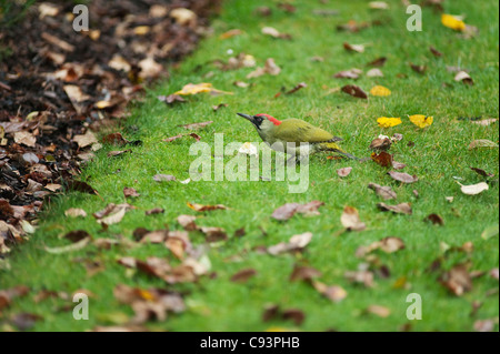 Femmina Picchio verde, Picus viridis, massa alimentazione su un giardino prato in autunno Foto Stock