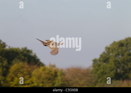 Gallina Fagiana Phasianus colchicus guidato su shoot Foto Stock