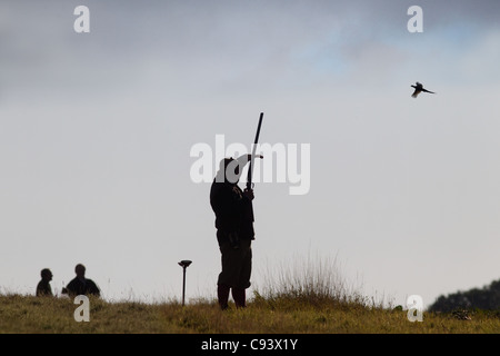 Le riprese fagiani Phasianus colchicus su Essex shoot Foto Stock