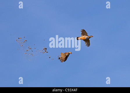 Zampe rosse Pernici Alectoris rufa guidato su shoot shot la caduta degli uccelli Foto Stock